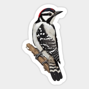 Downy Woodpecker Bird on a Tree Sticker